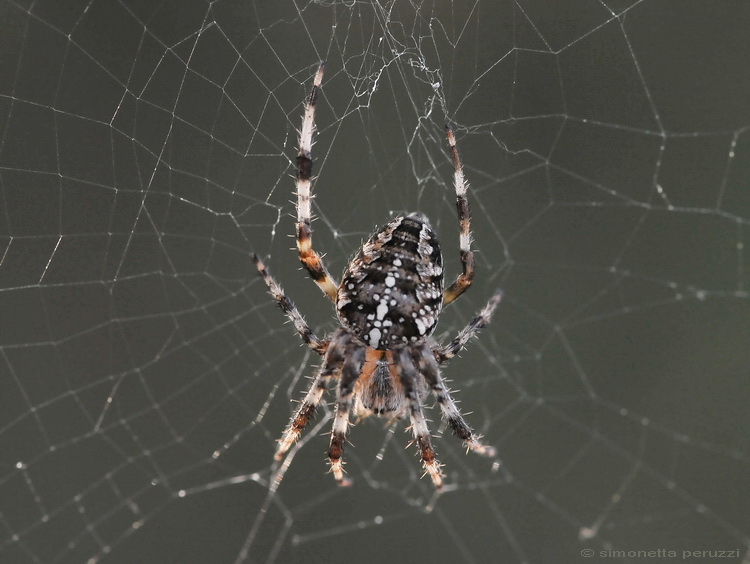 Araneus diadematus